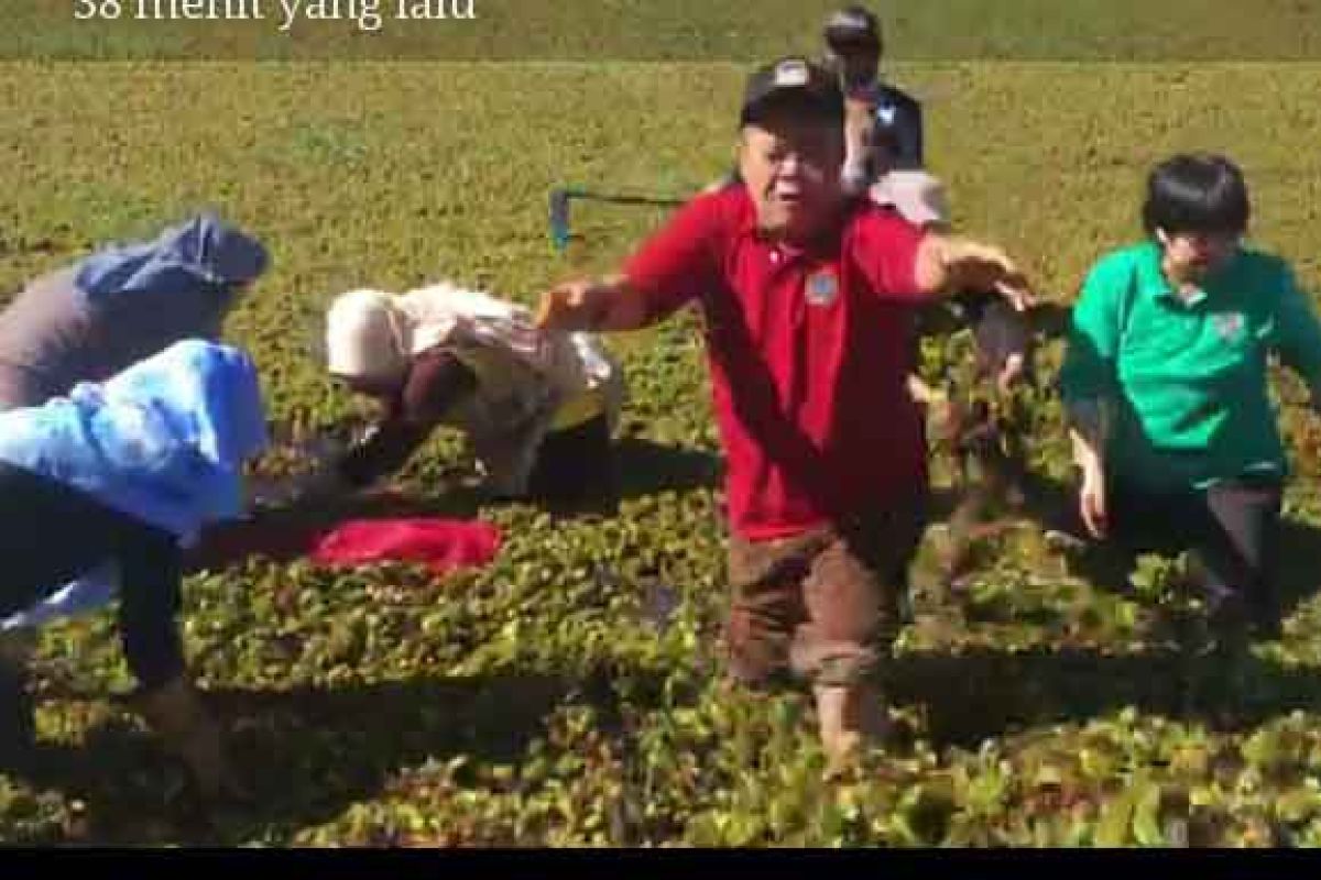 Begini Cara TNBTS Bersama Relawan Selamatkan Ranu Pani dari Gulma Salvinia (Video)