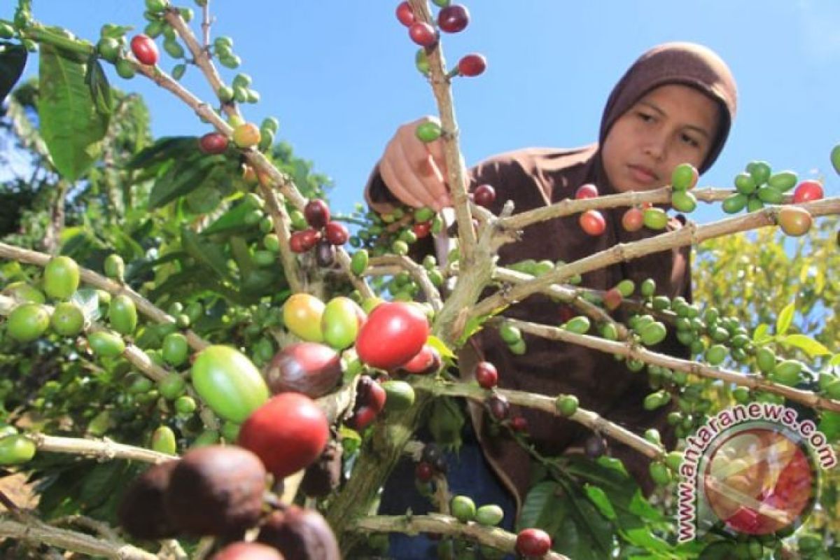 Produksi menurun, eksportir kewalahan penuhi permintaan kopi Gayo