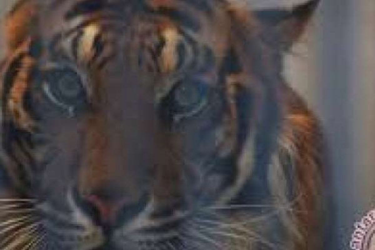 Giliran di Kawasan Perusahaan HTI, Harimau Meneror di Pelangiran Inhil