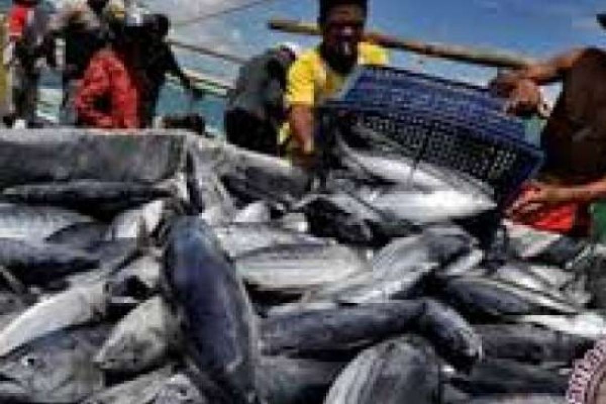 Hitung Berapa Jumlah Ikan di Riau, Pemprov Perlu Bangun Pelabuhan Perikanan Pantai