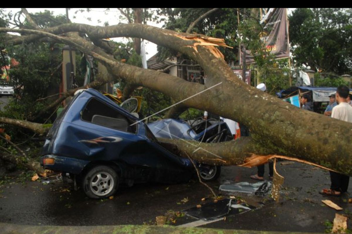 BPBD Lebak minta pengemudi kendaraan waspadai pohon tumbang