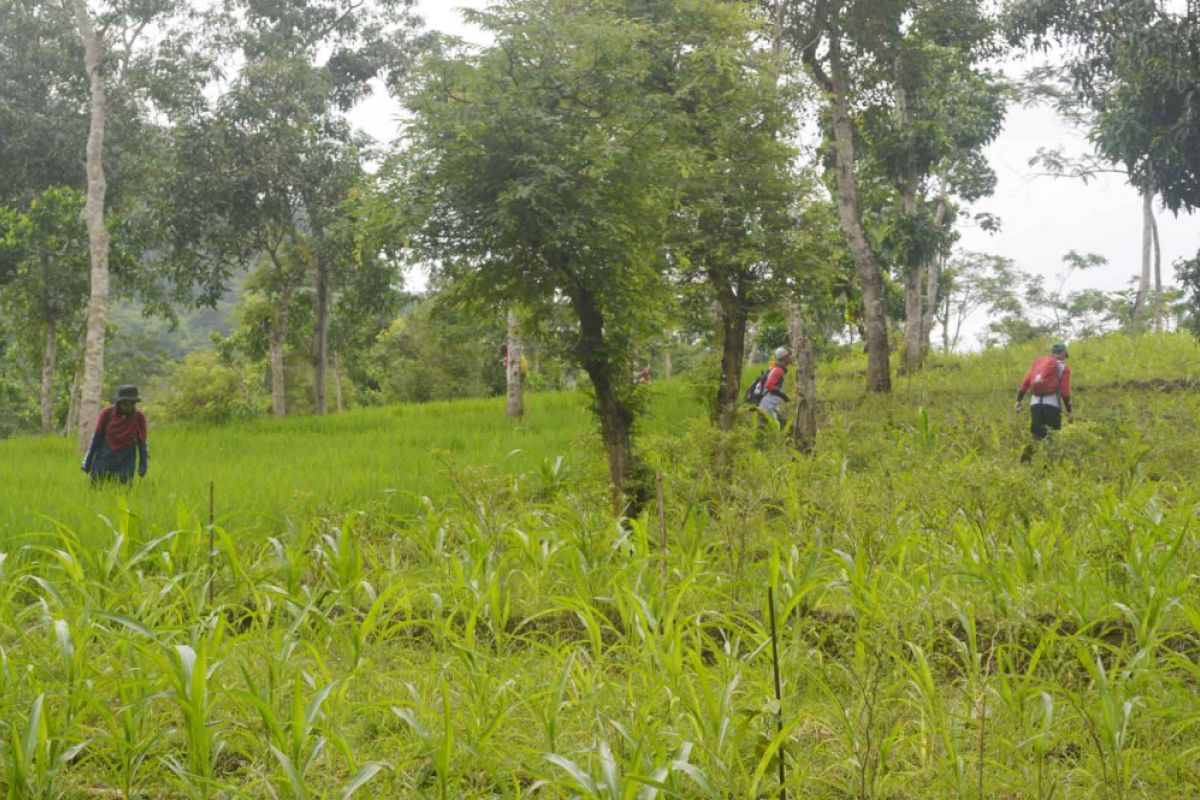 Program Mitigasi Berbasis Lahan Cara Unej Menjaga Kelestarian Alam di TN Meru Betiri