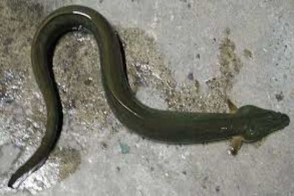 Eel to be exported to China, Korea