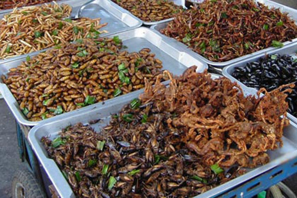 Koki Thailand akan sajikan serangga sebagai santapan lezat