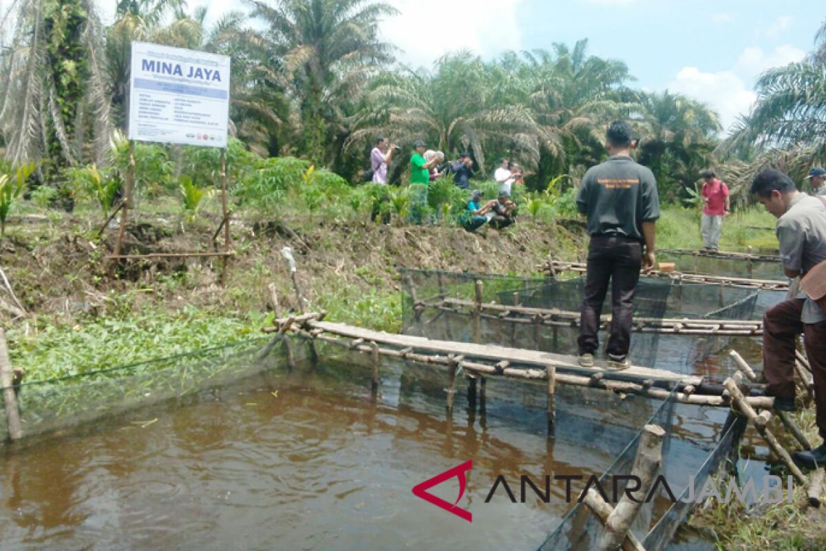 Warga manfaatkan kanal untuk budi daya perikanan