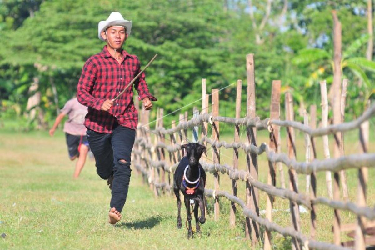 Uji kemampuan kambing