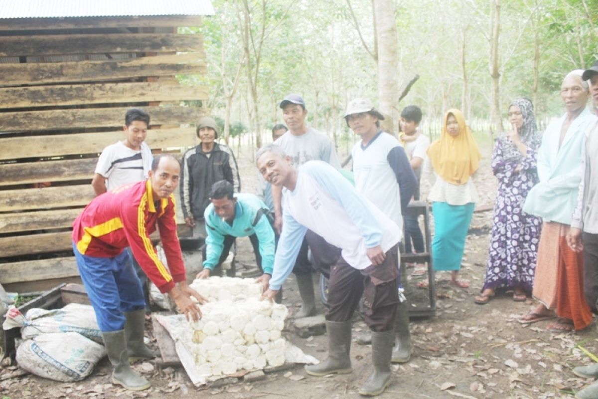 Petani karet Sukamara lebih suka jual karet ke Pontianak, ini alasannya