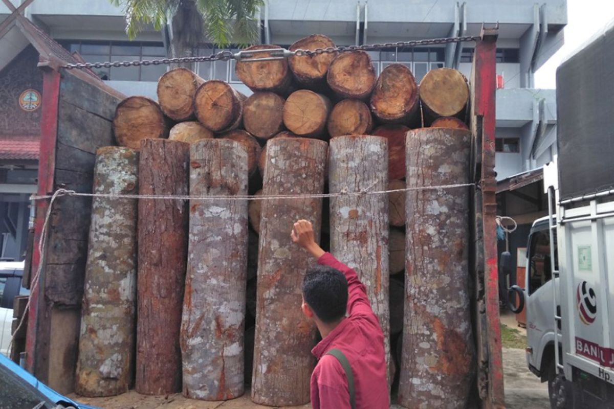 Dishut Jambi amankan pelaku pembalakan liar