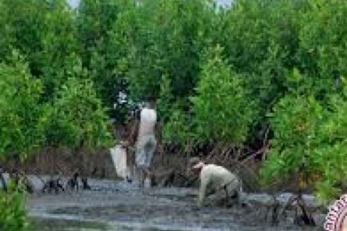 Keanekaragaman Mangrove di Bokor Potensial Untuk Ekowisata, Pemerintah Diharapkan Membantu