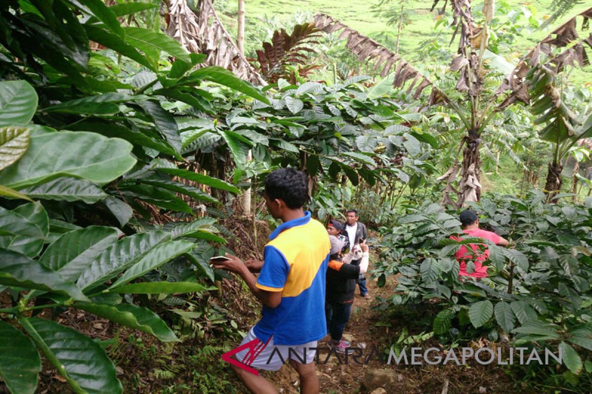 KTH Cibulao kembangkan agrowisata kampung kopi