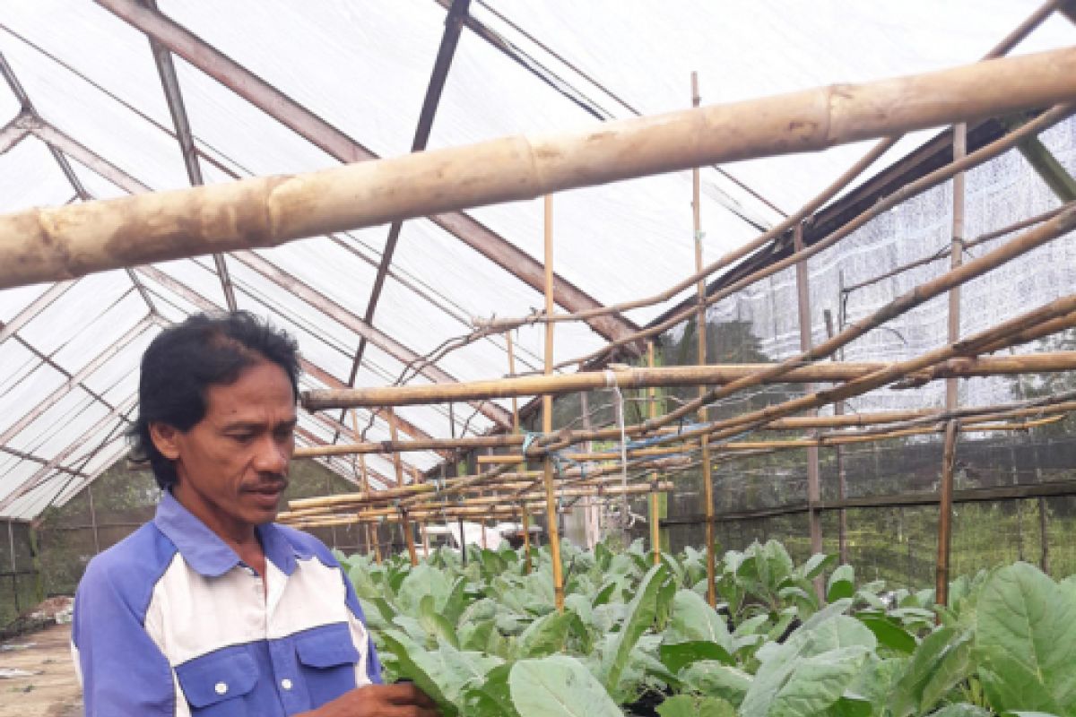 Kebun pertamina kembangkan tanaman sayur organik