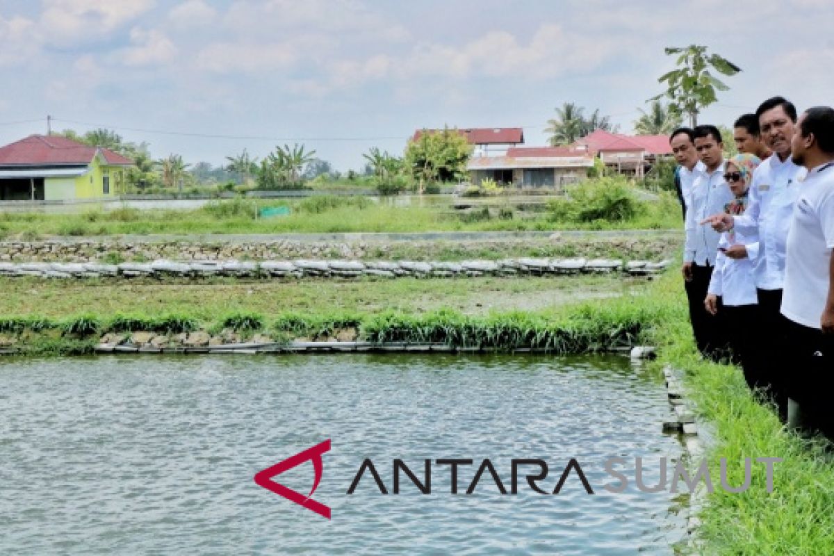 Irwan Sinaga kembangkan benih ikan nila