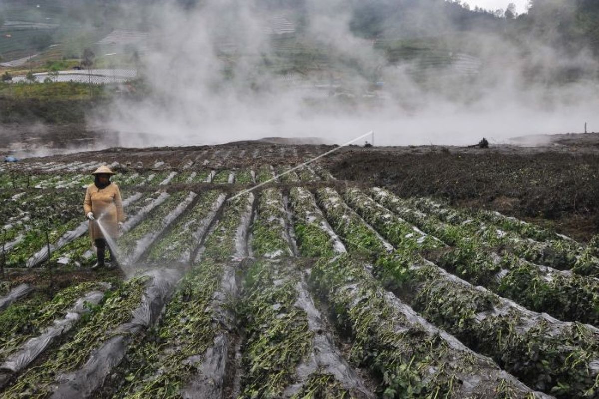 Banjarnegara dorong pengembangan industri kentang