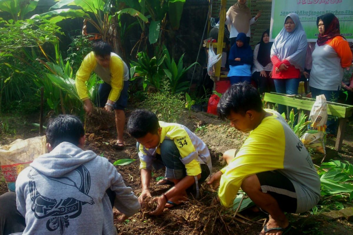 Mahasiswa Kukerta Unja benahi kebun Toga (video)