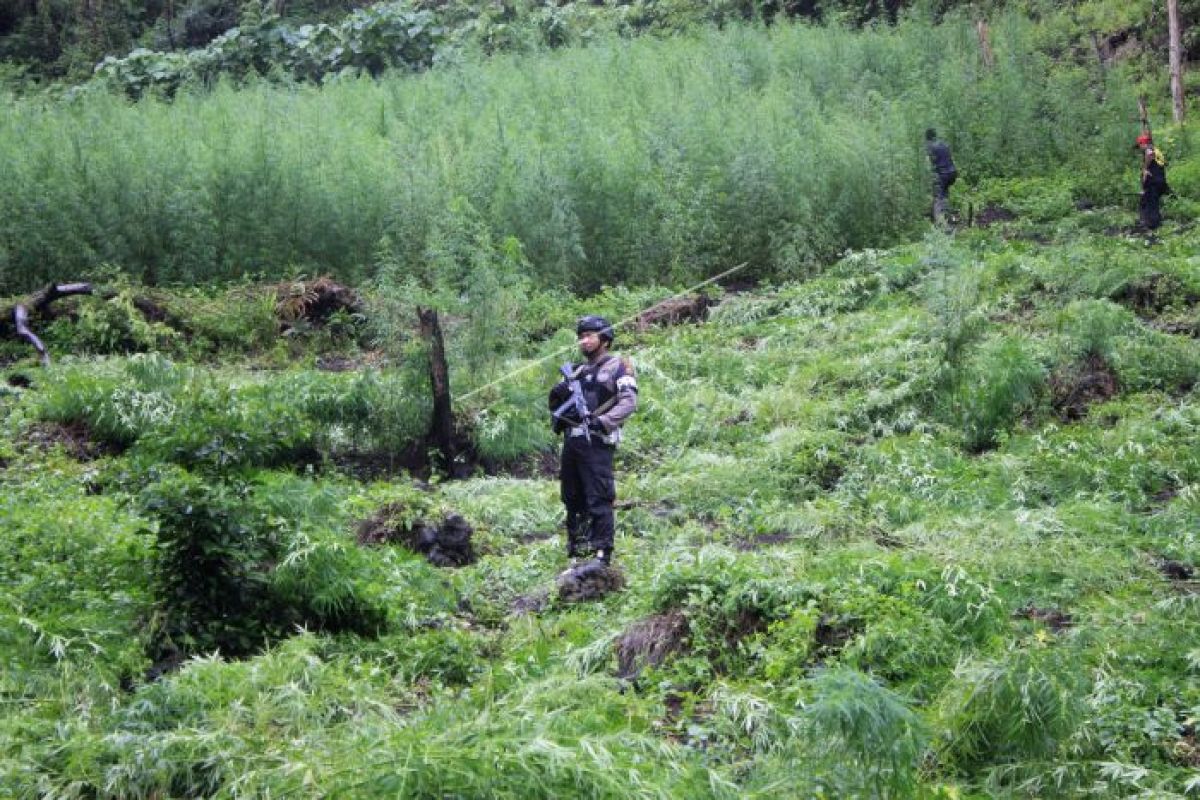 Bandar besar ganja tewas ditembak terungkap mantan GAM