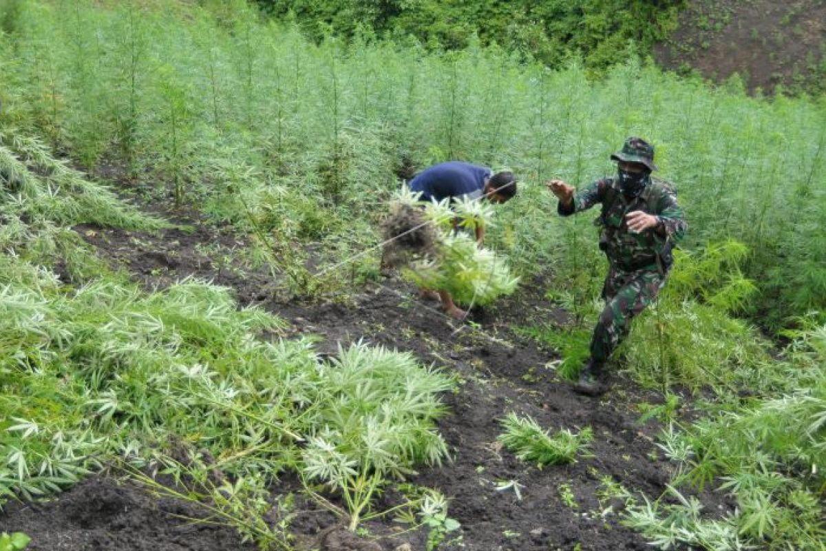 Kodim Lahat temukan satu ha lahan ganja