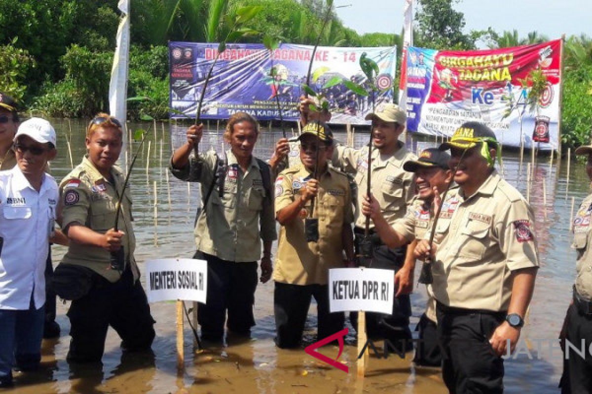 Mensos tanam mangrove di Pantai Ayah