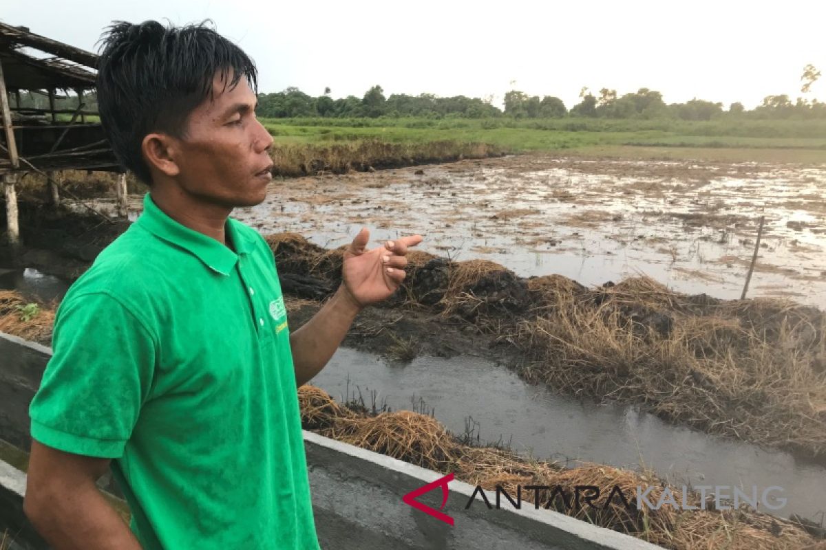 BRG bina masyarakat Sumsel manfaatkan gambut