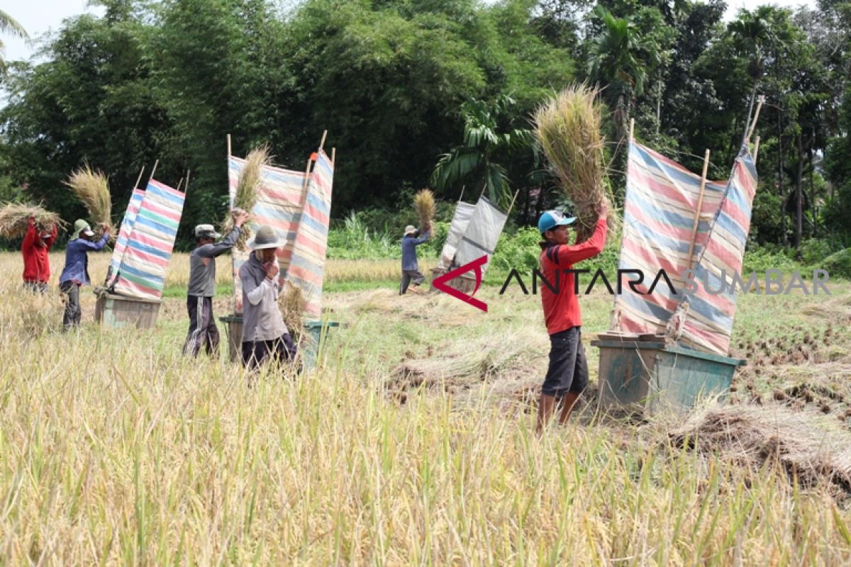 Tradisi "Murok Jerami" digelar warga Bangka Tengah