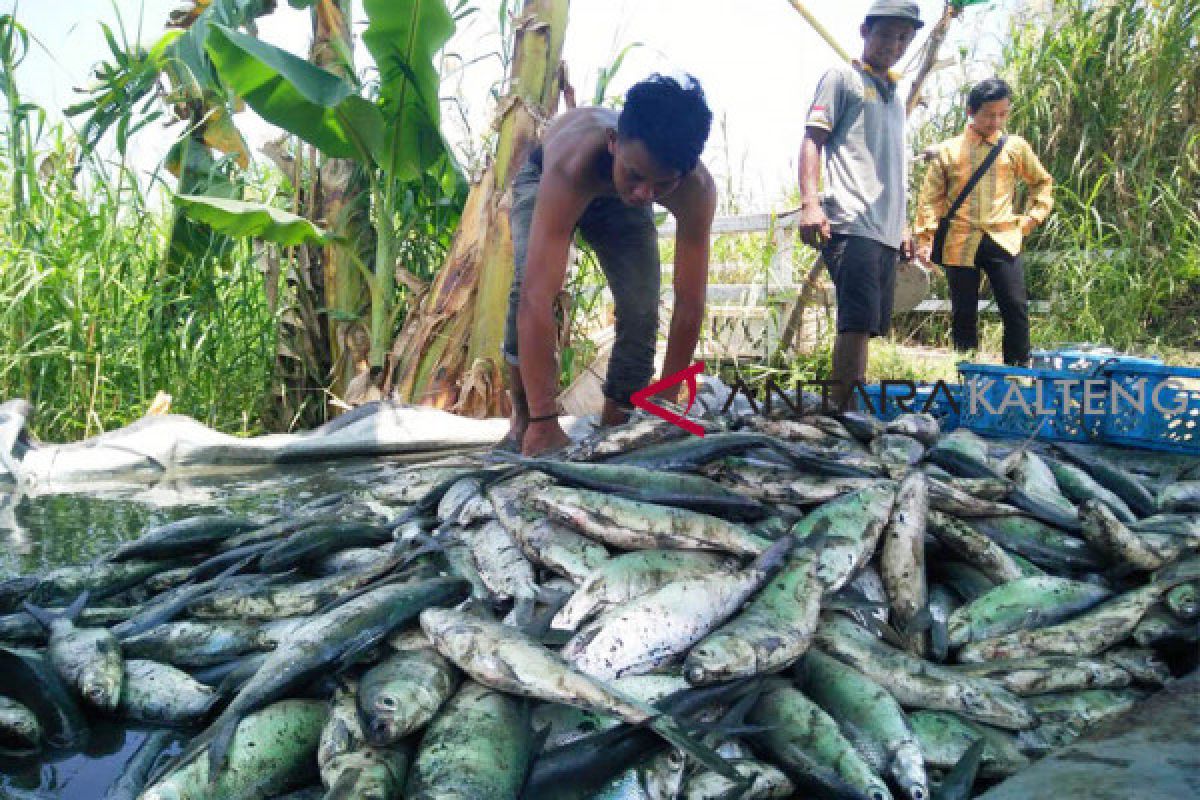 Pemkab Barsel disarankan bentuk koperasi pengelolaan ikan keramba