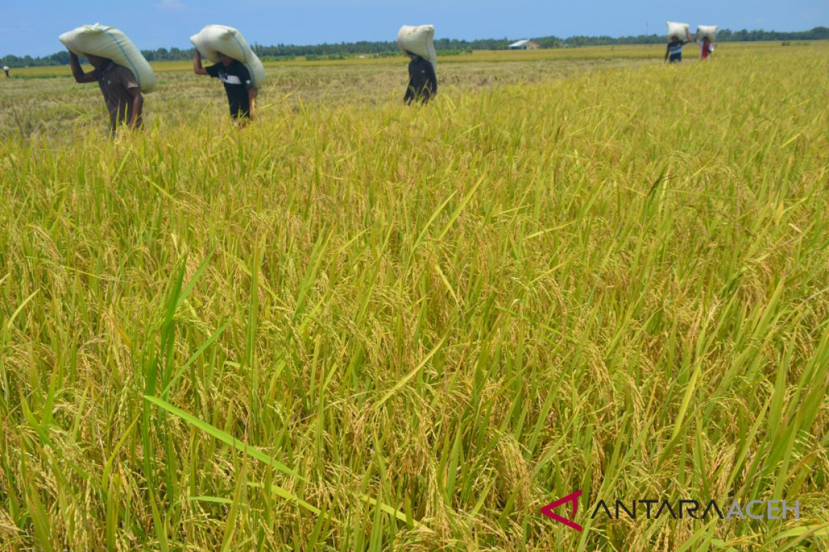 Harga tampung gabah petani Aceh Barat Rp4.500/Kg