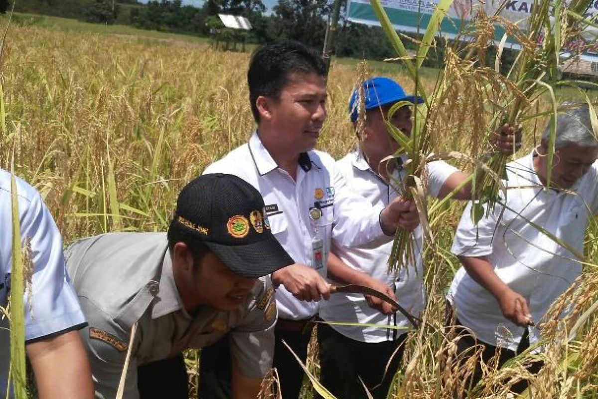 BPP Jambi fasilitasi pelatihan budidaya padi ladang (video)