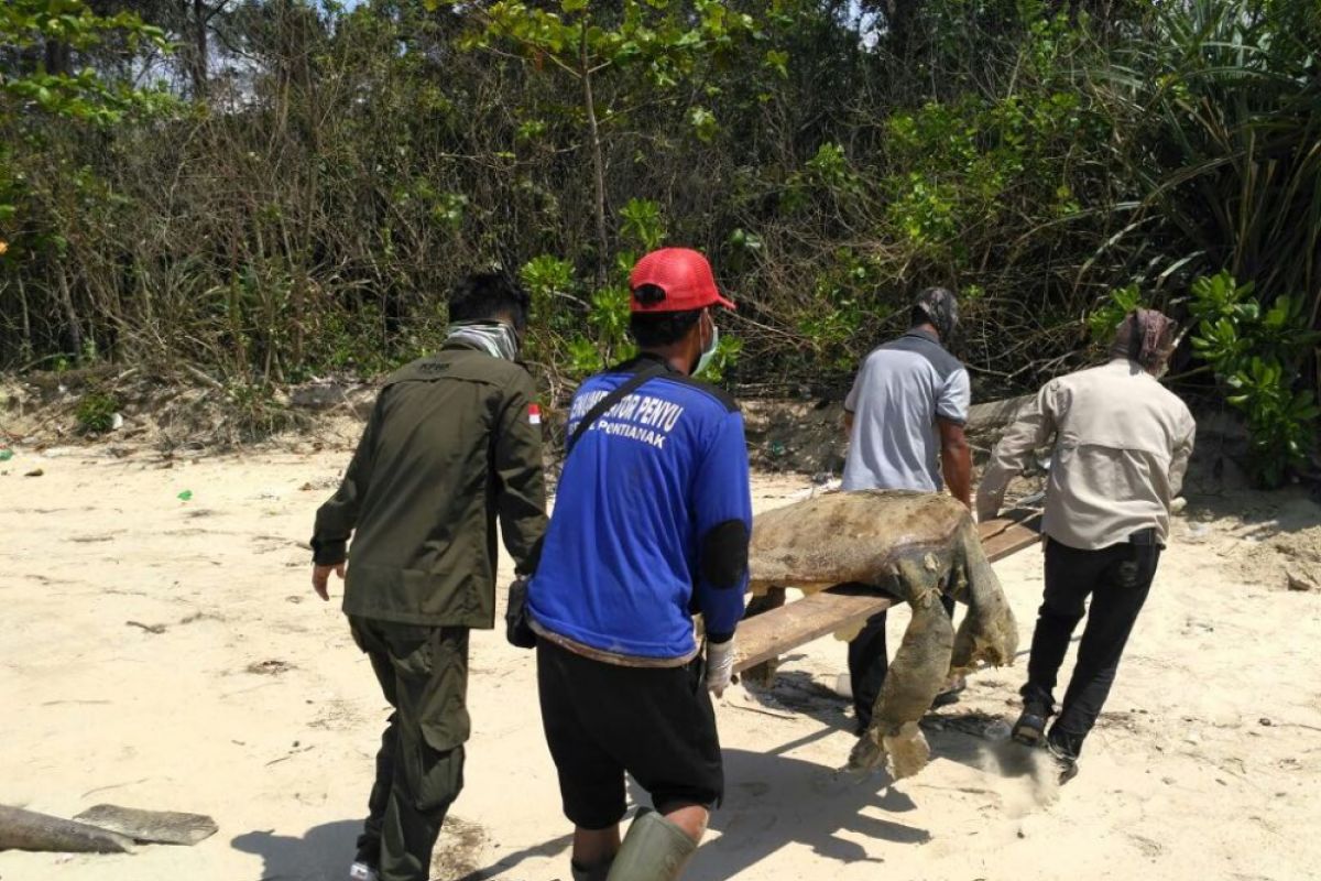 21 turtles died in Paloh