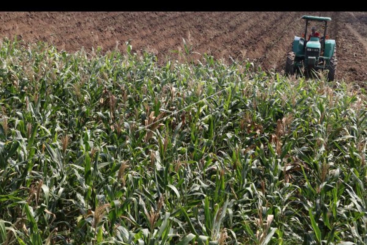 Distan Bengkayang berkomitmen tingkatkan produktivitas jagung