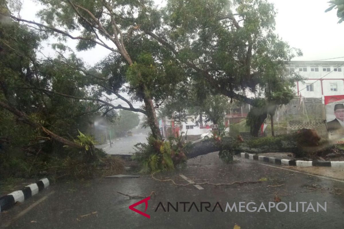 Ratusan pohon di Sukabumi rawan tumbang