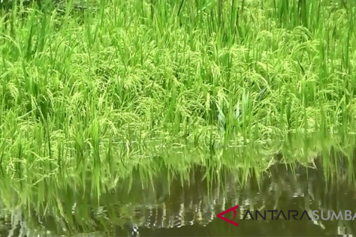 Terdampak banjir, ratusan hektare sawah di Pasaman Barat terancam gagal panen