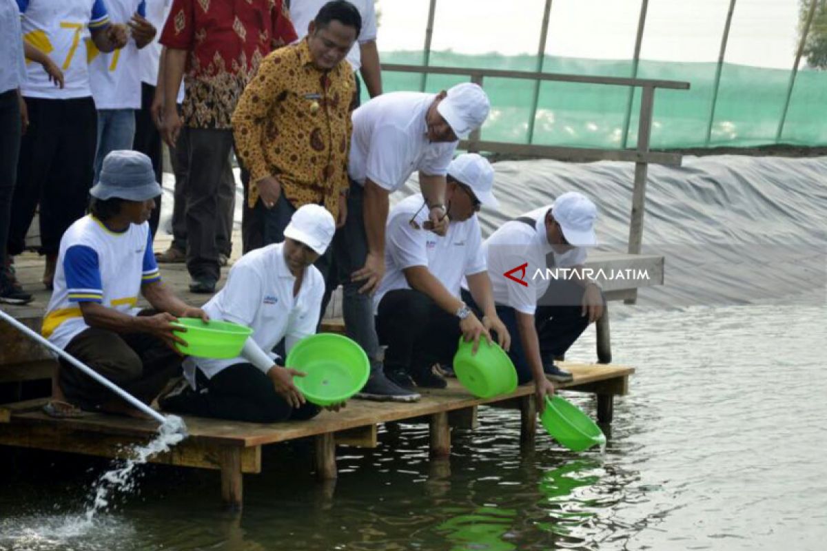 Menteri Rini Tinjau-Tabur Benih Tambak Udang Kawasan Perhutanan Sosial