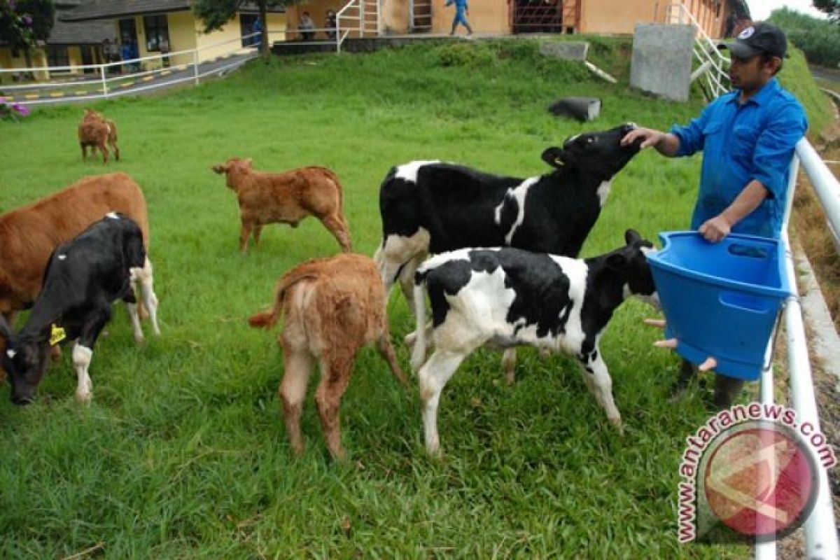 Mencegah kematian anak sapi akibat diare, begini caranya