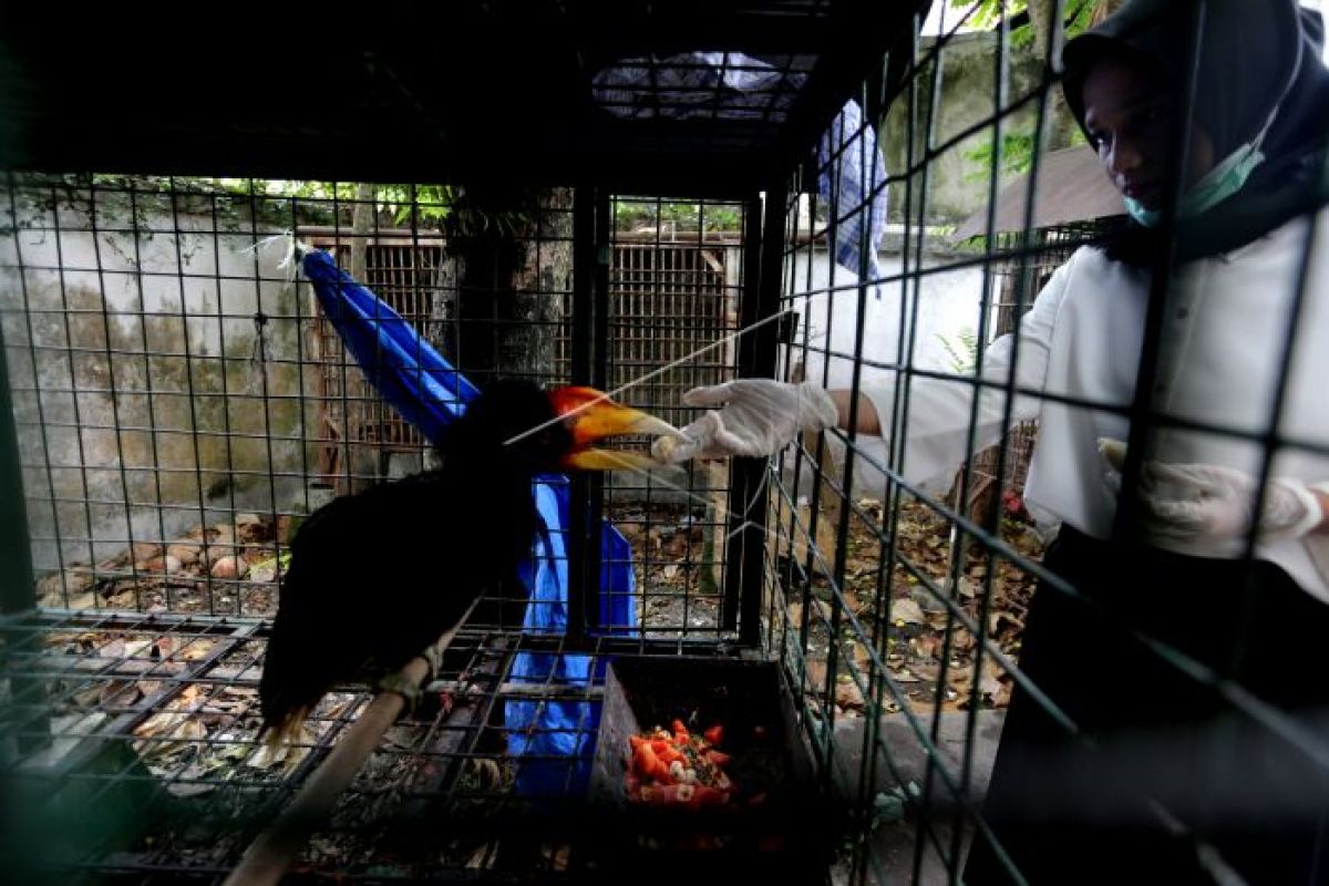 Burung rangkong di kandang perawatan