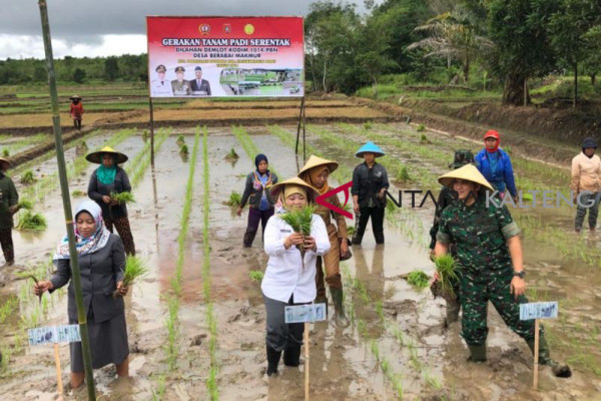 Kodim dan Pemkab Kobar tanam padi  di sawah baru