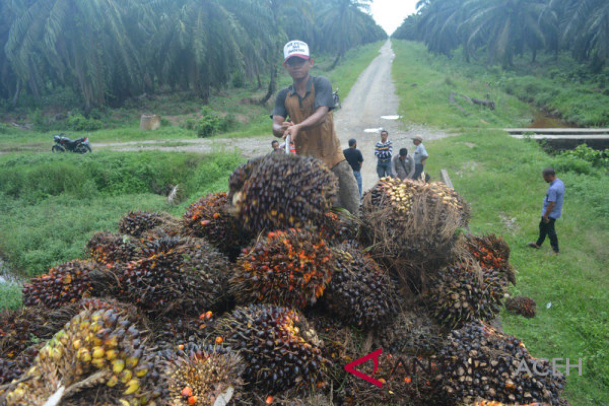 Harga sawit anjlok, petani Aceh Singkil ngeluh