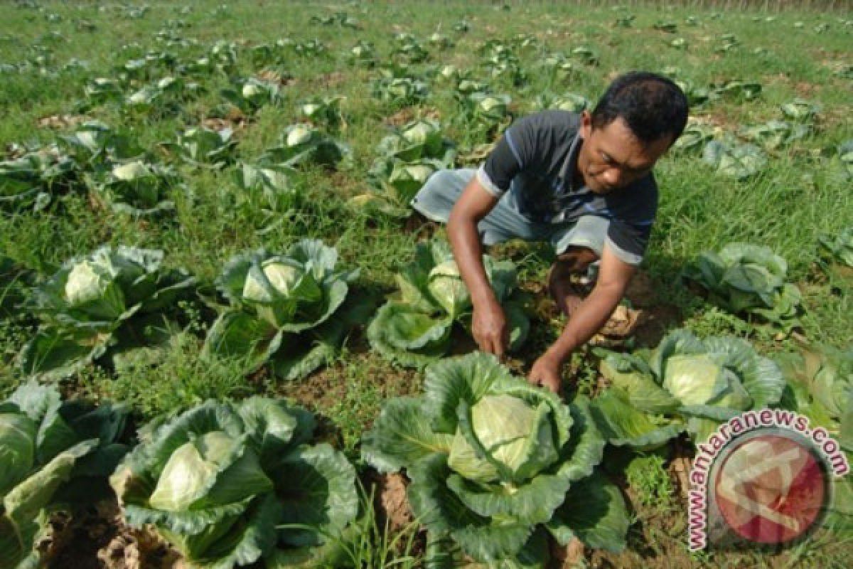 Sayuran jenis "cruciferous" penangkal penyakit kardiovaskular