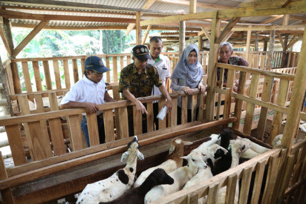 IPB ajak perusahaan kunjungi SLAK penggemukkan domba di Desa Nambo