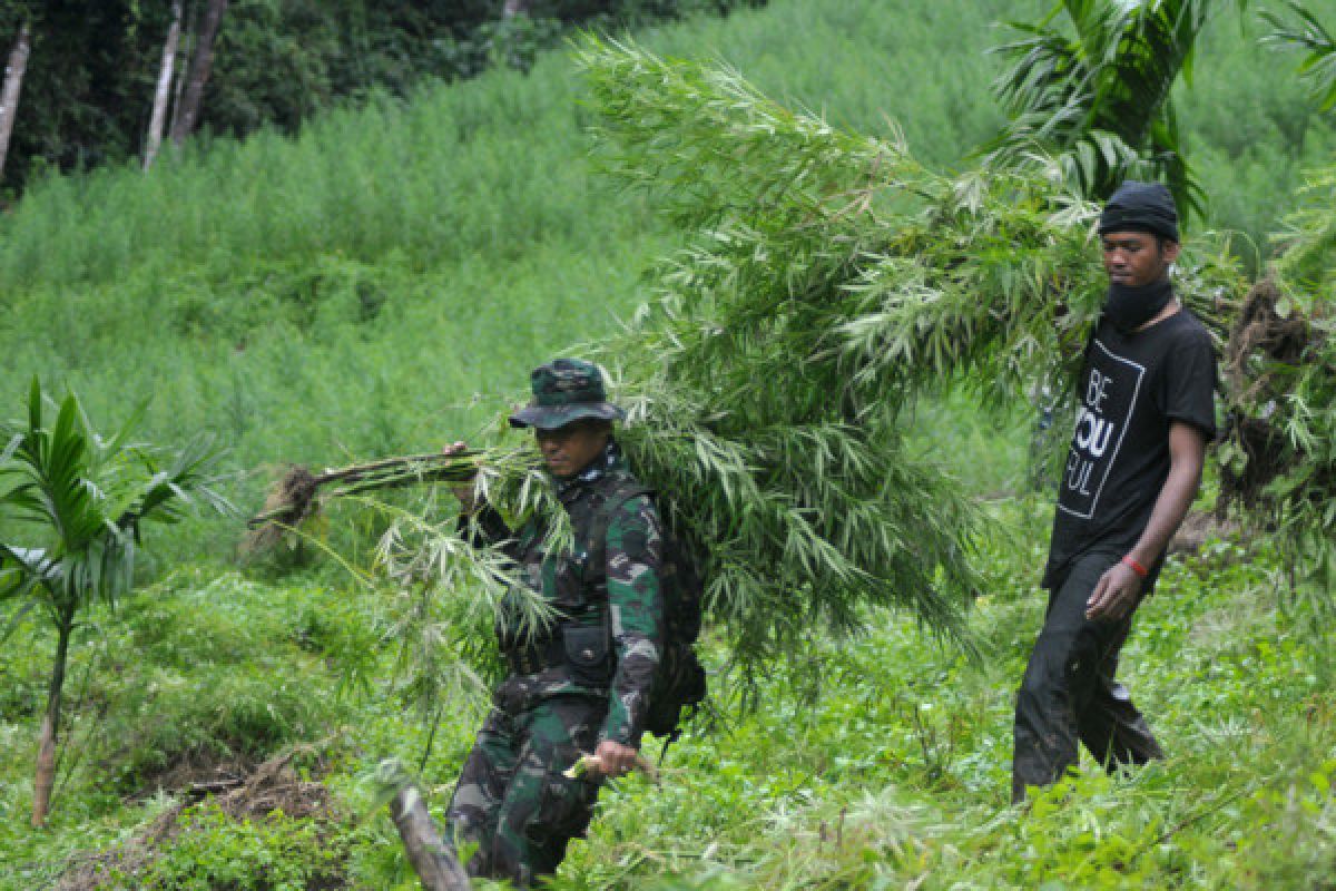 Prajurit TNI temukan ladang ganja lima hektare di Bireuen