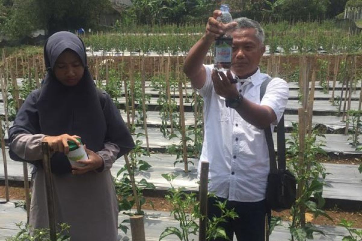 STPP Bogor gandeng asosiasi bisnis cabai Indonesia