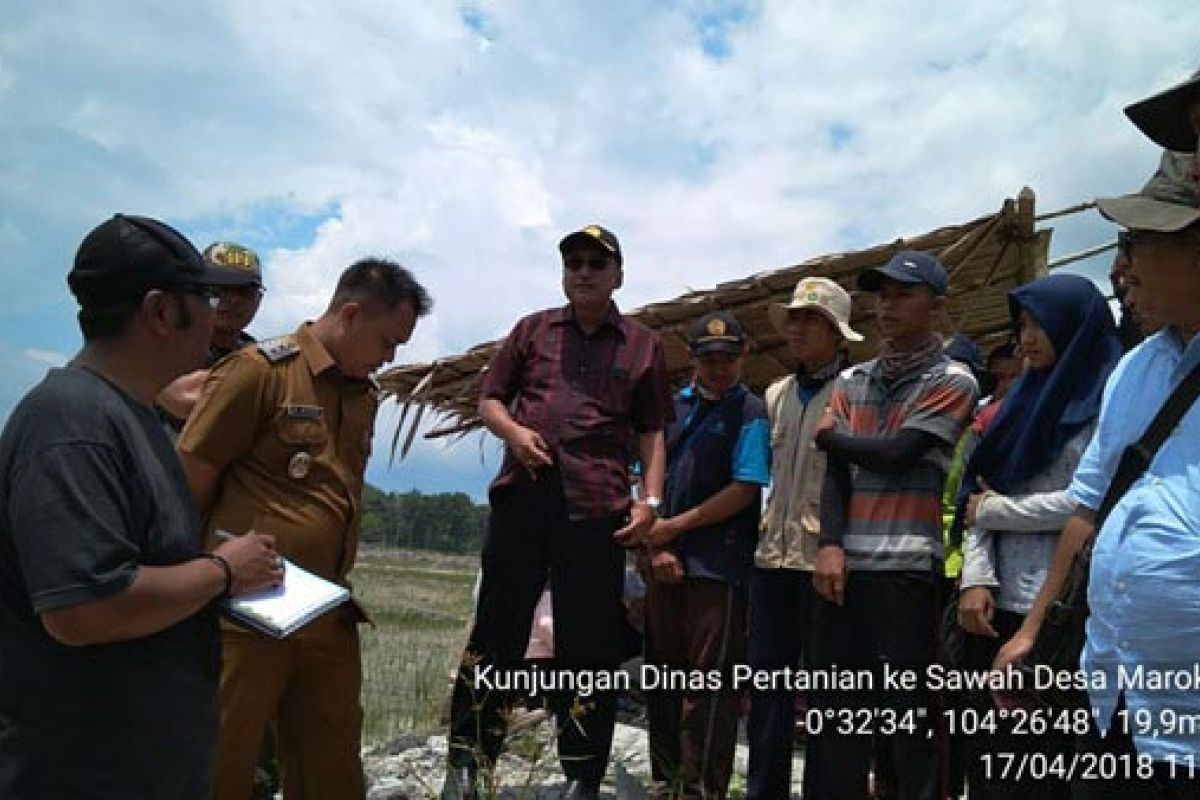 Kunjungan Dirjen PSP ke sawah Desa Marok Kecil