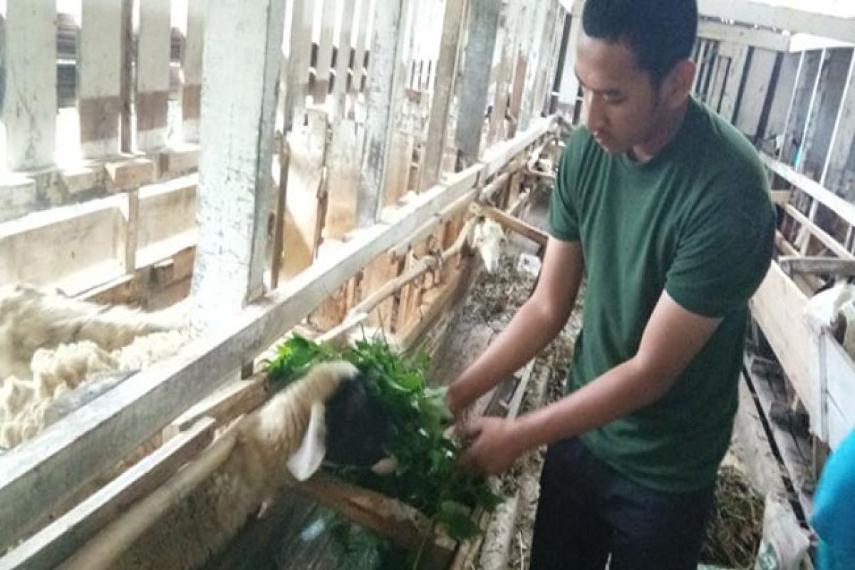 Mahasiswa STPP Bogor kembangkan usaha ternak domba