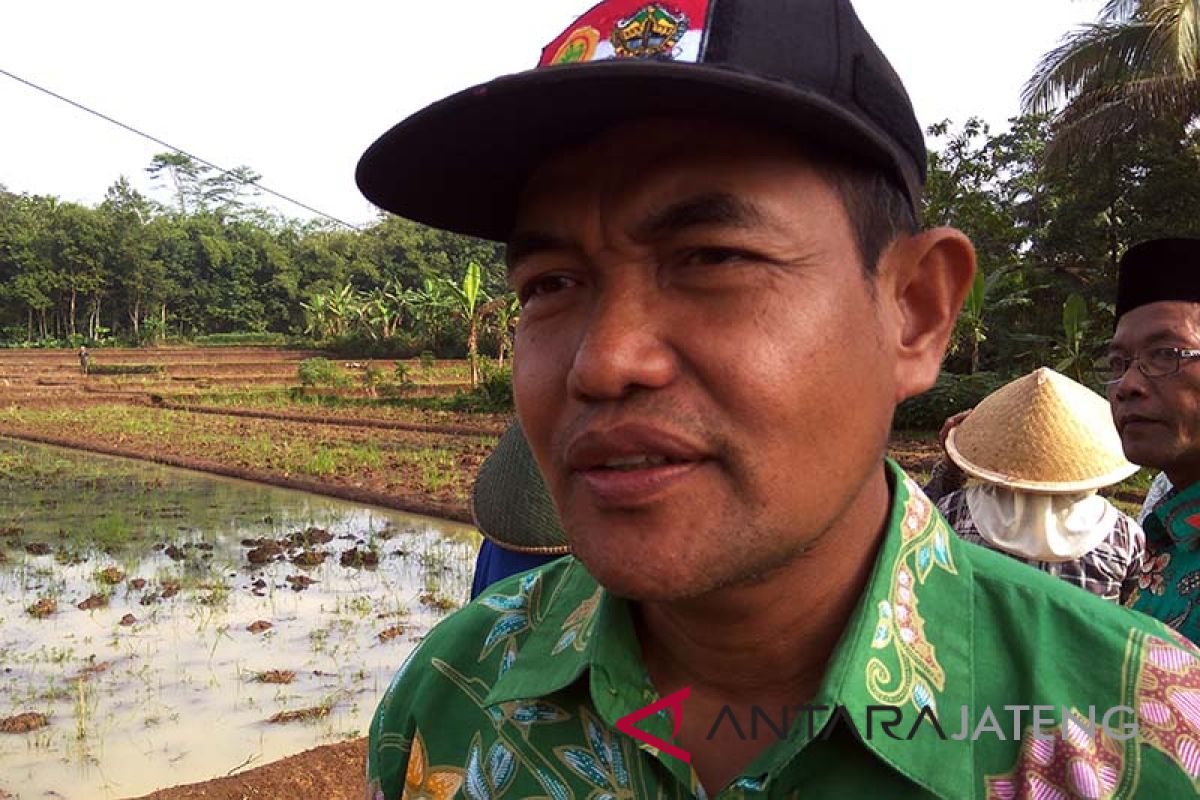 Tahan wereng, petani Banjarnegara diminta gunakan varietas Inpari 33