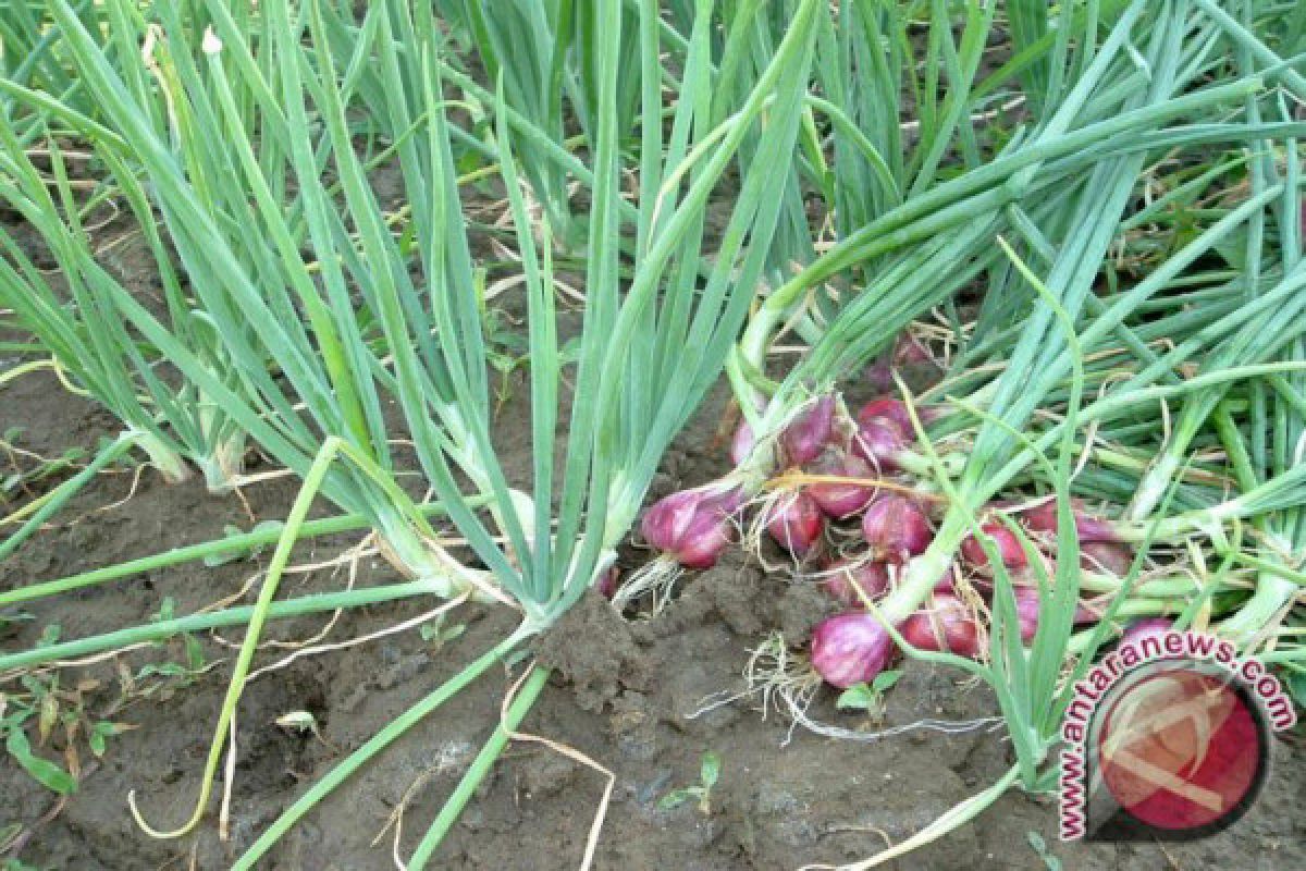 Lampung Timur berkembang jadi sentra bawang merah