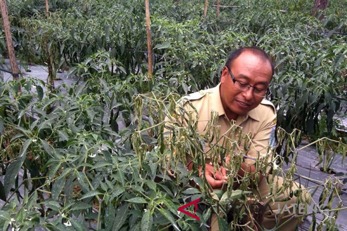 Tanaman cabai lereng Gunung Slamet terserang patek