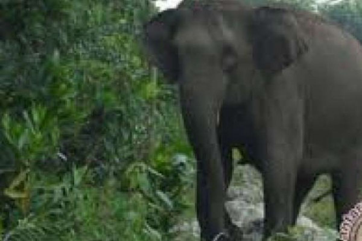 Terjebak Jerat Babi, Seekor Gajah Liar Riau Berjalan Pincang