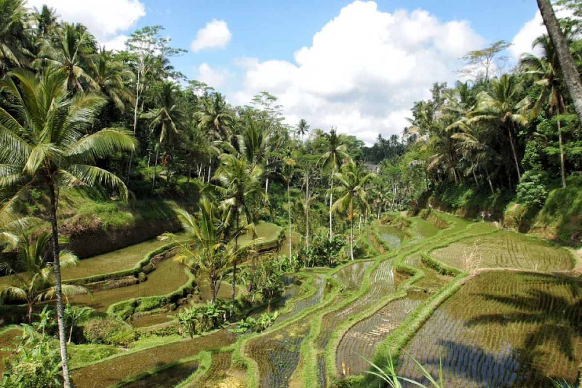 Ubud jadi percontohan wisata kuliner dunia