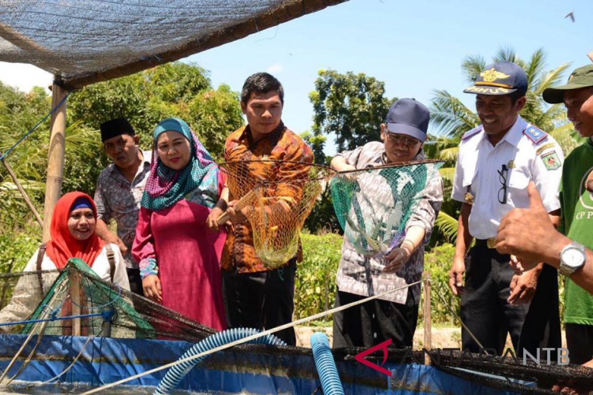 Bupati Lombok Utara panen Perdana Udang Vaname