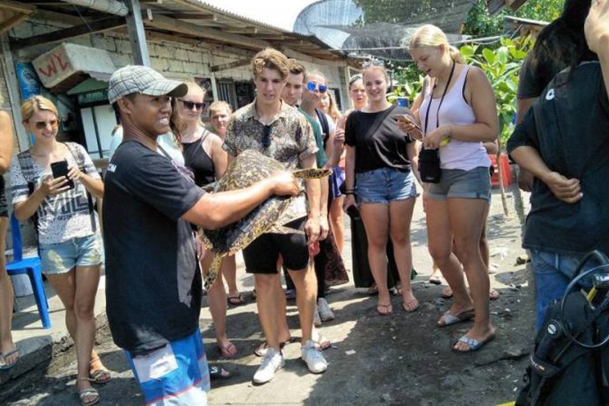 Pantai Penimbangan jadi objek wisata penangkaran penyu