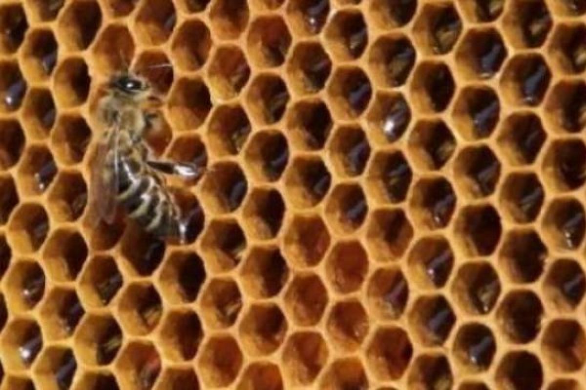  Perayaan Hari Lebah Sedunia di Slovenia, Apa saja yang Dilakukan?