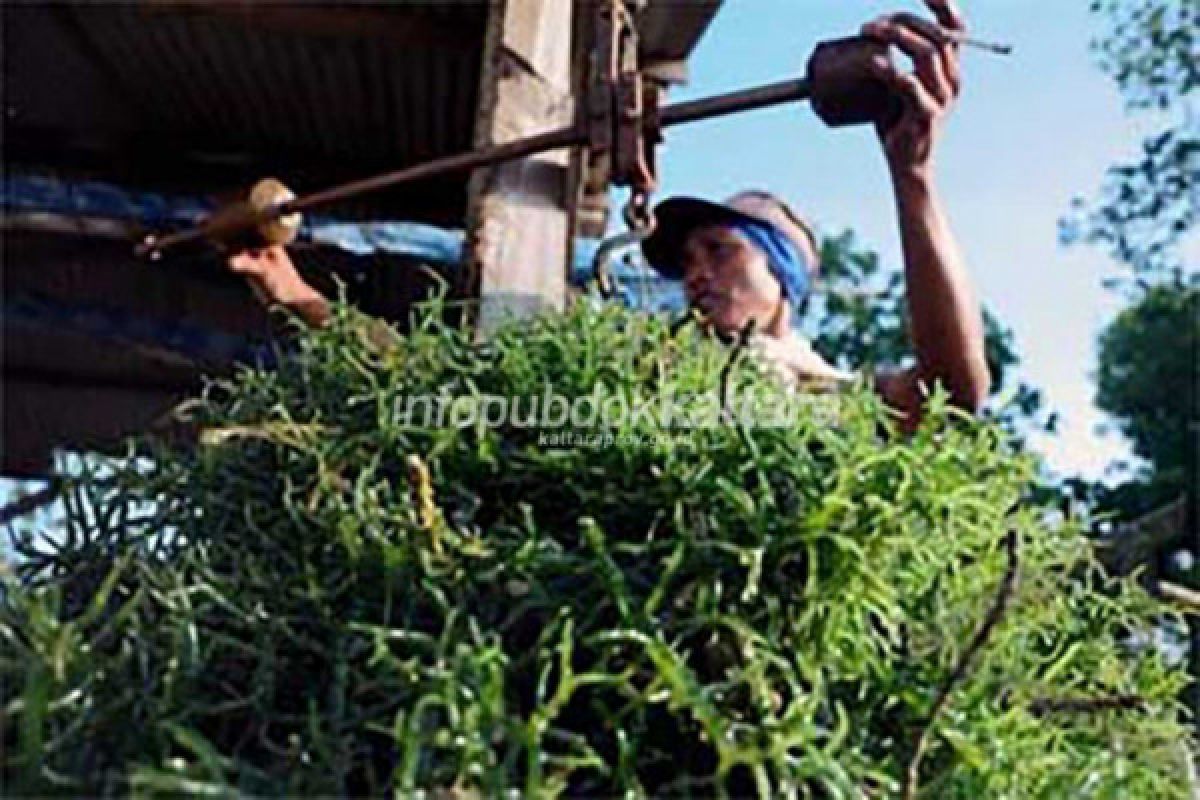 Minta Rumput Laut Ditata